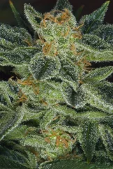 T.H.Seeds™ Cannabis Seeds Skunk XXX, verschiedene Packungen, regulär