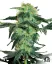 Sensi Seeds Cannabis Seeds White Ice Regular von White Label, 10 Stk.