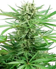 Sensi Seeds Cannabis Seeds Papi Chulo OG Feminiseeritud, 3-10 tk