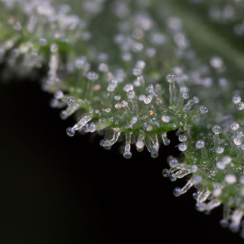 Silent Seeds Cannabis Seeds Lemon Tree Fast By Lemon Tree Feminized