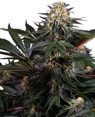 Sensi Seeds Cannabis Seeds Lockdown Kush Feminisiert, 3-10 Stk.