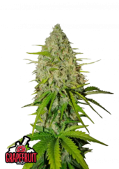 Fast Buds Cannabis Seeds Grapefruit Auto