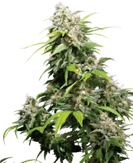 Sensi Seeds Cannabis Seeds California Indica® Regular, 10 Stk.