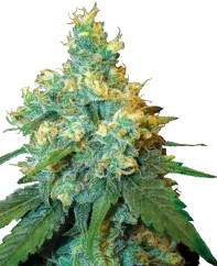 Sensi Seeds Cannabis Seeds Jack Herer® Feminisiert, 3-10 Stk.
