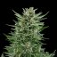 Royal Queen Seeds Cannabis Seeds Easy Bud Auto