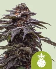 Royal Queen Seeds Kanepiseemned Tropicana küpsised Purple Auto