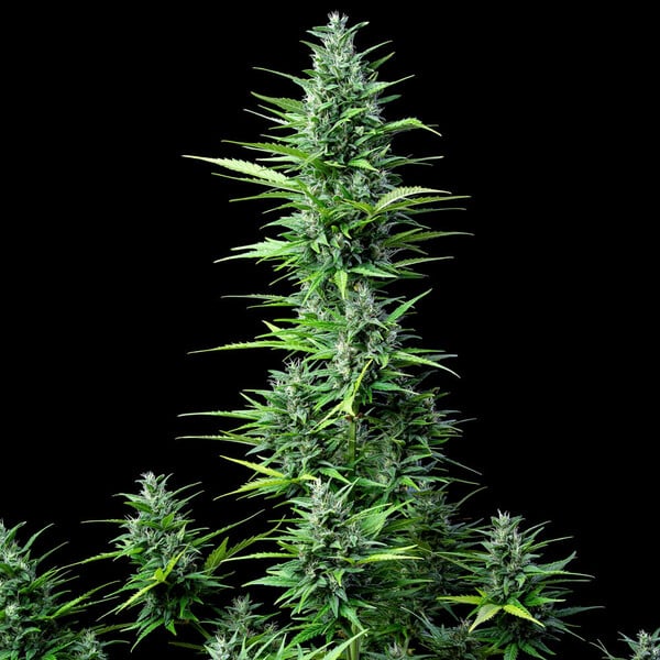 Royal Queen Seeds Σπόροι Κάνναβης Royal Haze Auto