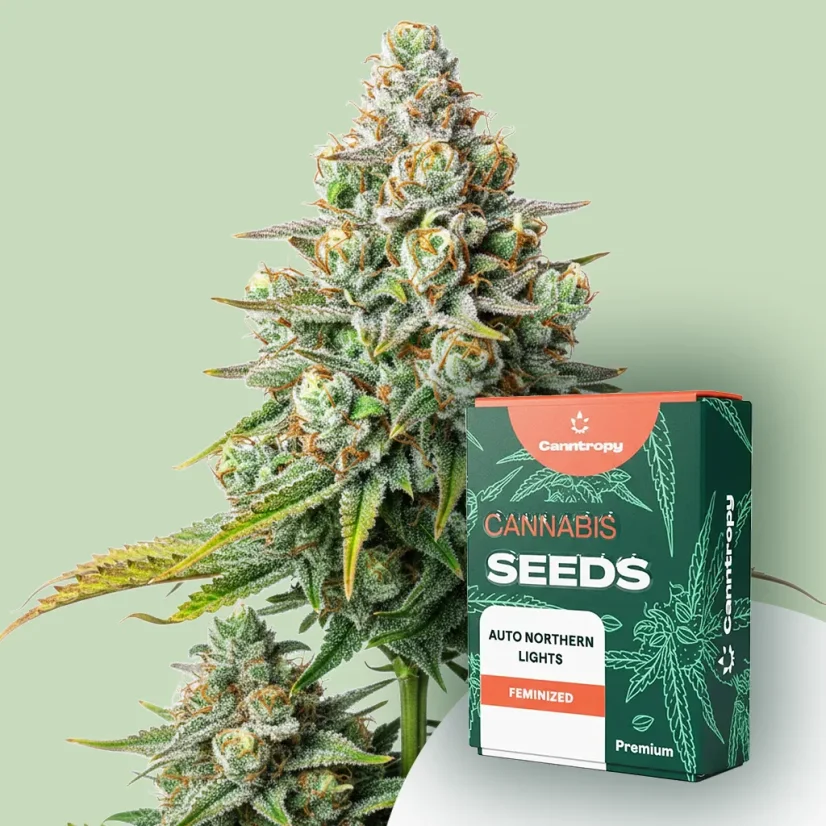 Canntropy Seeds Auto Northern Lights (Samodejno)