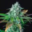Royal Queen Seeds Kaņepju Sēklas HulkBerry Feminized