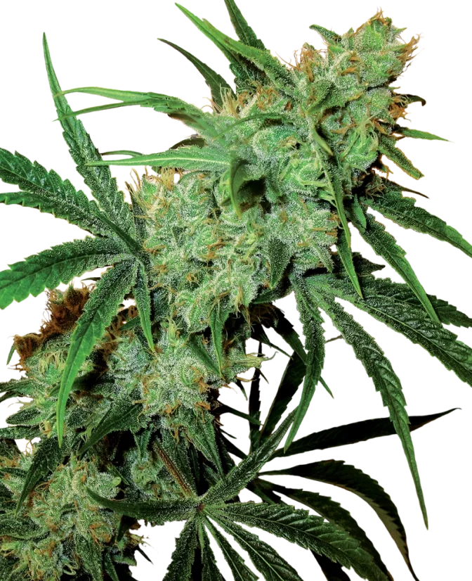 Sensi Seeds Cannabis Seeds Fruity Juice® Regular, 10 Stk.