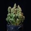 Semințe de canabis Royal Queen Seeds Amnesia Haze Auto