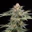 Silent Seeds Cannabis Seeds Lemon Tree Fast By Lemon Tree Feminized