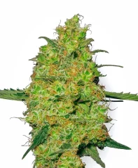 Sensi Seeds Cannabis Seeds Master Kush Regular White Labeliltä, 10 kpl