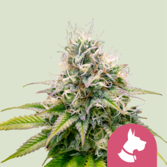 Semințe de canabis Royal Queen Seeds Kali Dog feminizate