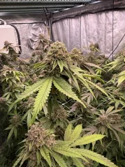 Fast Buds Cannabis Seeds Biscotti Gelato
