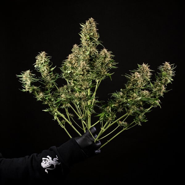 Royal Queen Seeds Cannabis Samen Green Gelato Auto