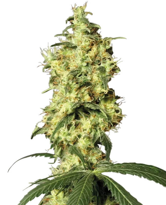 Sensi Seeds Cannabis Seeds White Widow Automatic Feminized by White Label, 3-10 pcs
