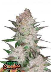 Fast Buds Cannabis Seeds Cream Cookies Auto