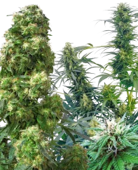 Sensi Seeds Cannabis Seeds Outdoor Mix® Regular, 25 Stk.