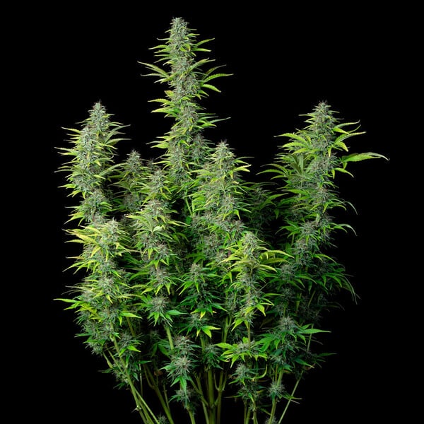 Royal Queen Seeds Semená konope Northern Light Auto