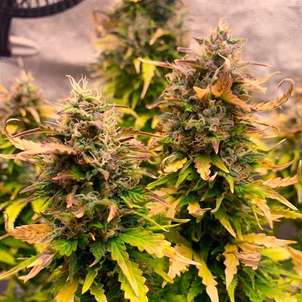Royal Queen Seeds Semillas de Cannabis Royal Kush Auto