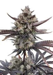 Fast Buds Nasiona konopi Banana Purple Punch Auto RF3