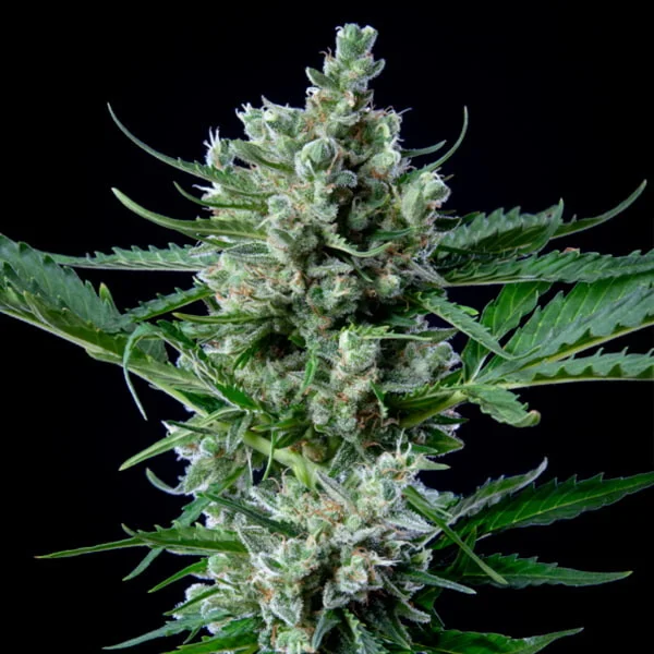 Royal Queen Seeds Cannabisfrön Royal Bluematic Auto
