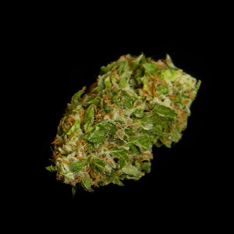 Royal Queen Seeds Sementes de Canábis Apollo F1 Auto