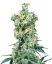 Sensi Seeds Cannabis Seeds American Dream® Regular, 10 Stk.