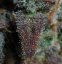 Fast Buds Cannabis Seeds Lemon AK Auto