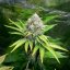 Royal Queen Seeds Cannabis Seeds O.G. Kush Feminized