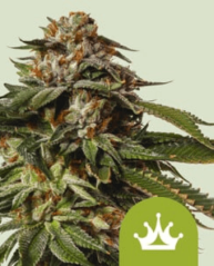Royal Queen Seeds Cannabis Seeds Special Queen #1 Auto