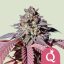 Royal Queen Seeds Cannabis Seeds Purple Queen Feminisiert