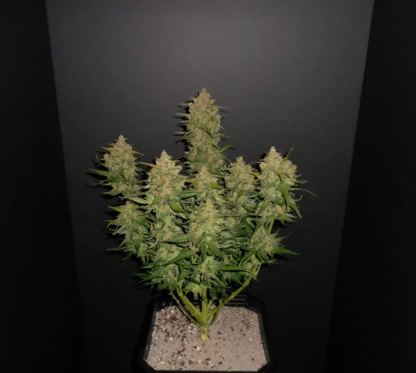 Fast Buds Cannabis Seeds Lemon AK Auto