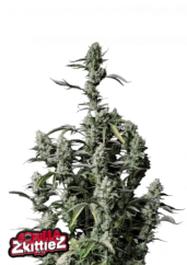 Fast Buds Cannabis Seeds Gorilla Zkittlez Auto