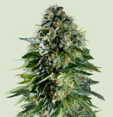 Royal Queen Seeds Cannabis Seeds Corkscrew Auto