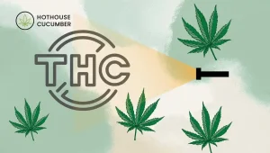 Text: THC, illuminated by light, accompanied by cannabis leaves, HotHouseCucumber at the top left Text: THC, illuminated by light, accompanied by cannabis leaves, HotHouseCucumber at the top left