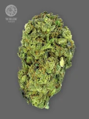 The Bulldog Seeds TB Sour Diesel Regular, 3 ir 5 vnt.