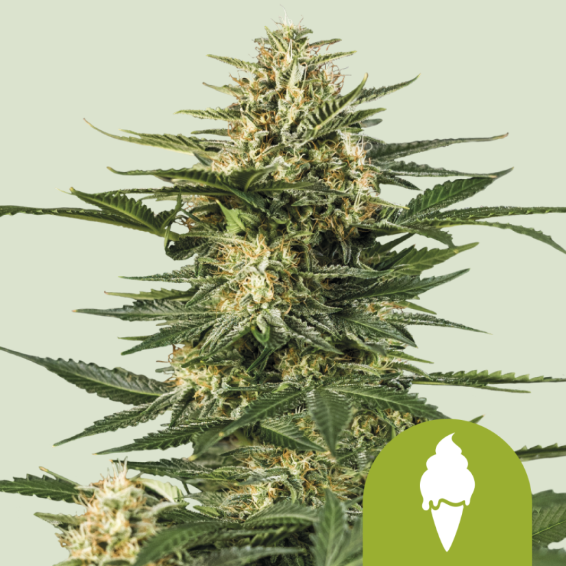 Royal Queen Seeds Cannabis Samen Green Gelato Auto