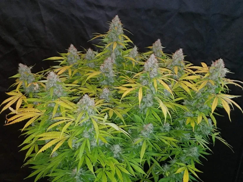 Fast Buds Cannabis Seeds Californian Snow Auto