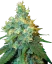 Sensi Seeds Cannabis Seeds Jack Herer® Feminisiert, 3-10 Stk.