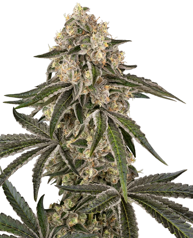 Sensi Seeds Cannabis Seeds Sunset Peach Feminizowane