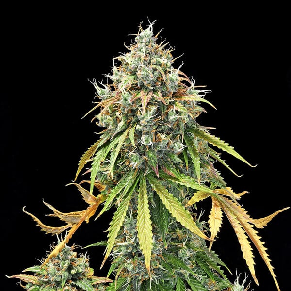 Royal Queen Seeds Σπόροι Κάνναβης Royal Haze Auto