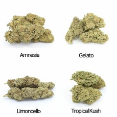 Set di campioni di fiori HHC - Tropical Kush 10 %, Limoncello 20 %, Gelato 30 %, Amnesia 40 % - 4x1g