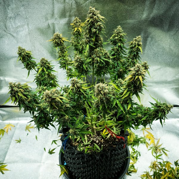 Royal Queen Seeds Σπόροι Κάνναβης Royal Haze Auto