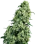 Sensi Seeds Cannabis Skunk #1® Regular, 10 Stk.