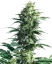 Sensi Seeds Cannabis Seeds Mother's Finest® Regular, 10 stuks