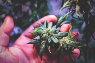 CBD, HHC, H4CBD