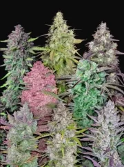Fast Buds Cannabis Seeds Mix Pack Auto, 5 szt.