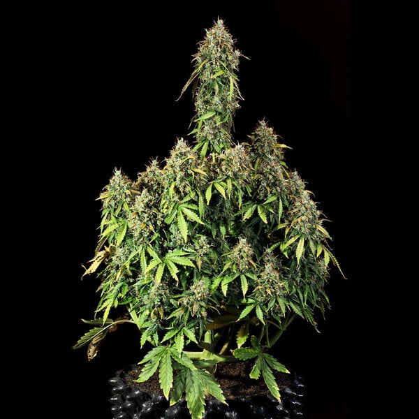 Royal Queen Seeds Σπόροι Κάνναβης Royal Haze Auto
